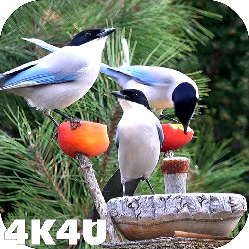 4K Garden Birds Video Live Wal icon