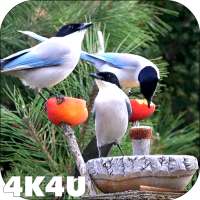 4K Garden Birds Video Live Wal