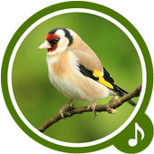 Bird Sounds - Bird Ringtones icon
