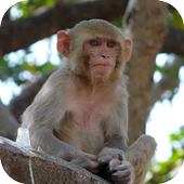 Monkey Wallpapers icon