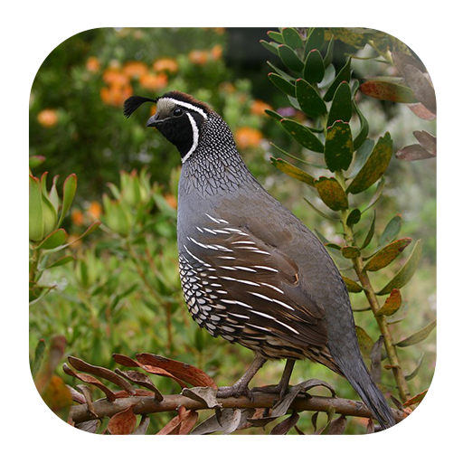 Quail Sounds icon