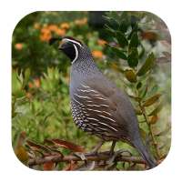 Quail Sounds on 9Apps