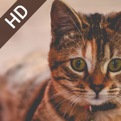 Cat Wallpapers HD icon