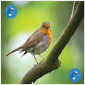 Vögel klingeltöne kostenlos icon