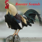 Rooster Sounds icon