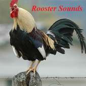 Rooster Sounds on 9Apps