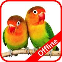 Masteran Lovebird Lengkap Offline on 9Apps