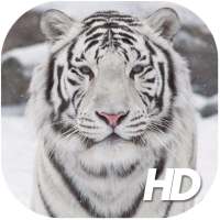 Белый тигр обои HD on 9Apps