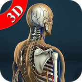 3D Human Anatomy - Human Organs, Bones &amp; Skeleton icon