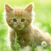 Red Cats Jigsaw Puzzles icon