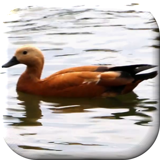 Duck Live Wallpaper icon