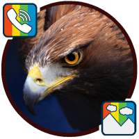 Eagle - RINGTONES and WALLPAPERS