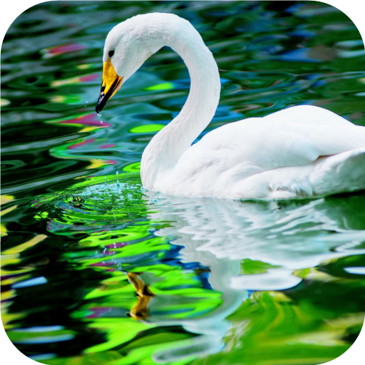 Swan. Birds. Live Wallpaper icon