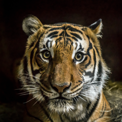 Animals Different Sounds and Ringtones icon