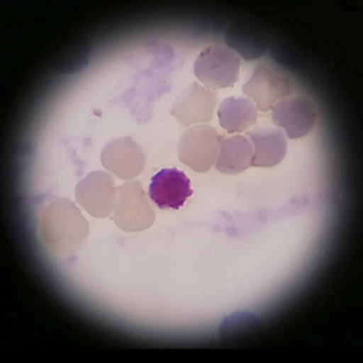 Test Histología icon