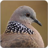 Spotted Dove Sounds : Spotted Turtle Dove Call icon