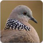 Spotted Dove Sounds : Spotted Turtle Dove Call on 9Apps