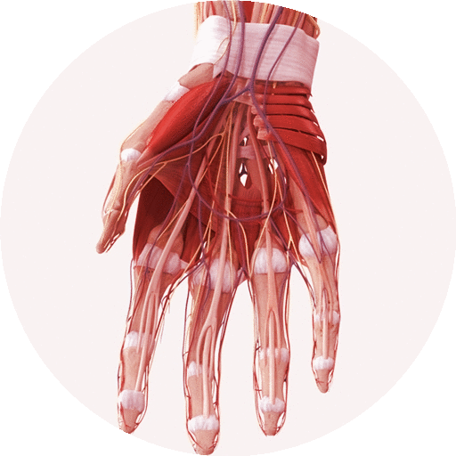 Anatomy Handbook icon