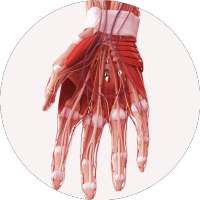 Anatomy Handbook on 9Apps