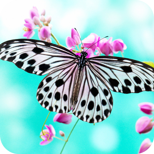 Butterfly Full HD Wallpaper icon