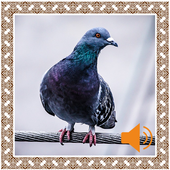 Pigeon Sounds icon