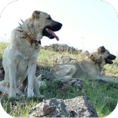 Kangal Köpeği HD Duvar Kağıtları icon