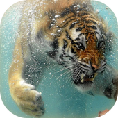 Tiger Live Wallpaper icon