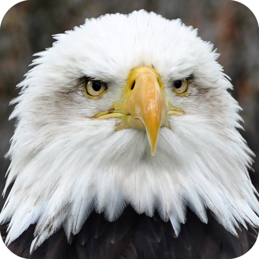 ikon HD Eagle Wallpaper