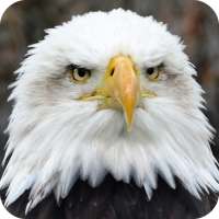 HD Eagle Wallpaper on 9Apps