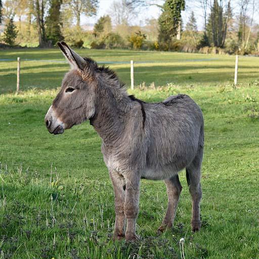 Donkey Sounds -Ringtone,Alarm &amp; Notification Sound icon