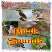 Birds Sounds