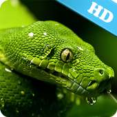 Snake Live Wallpaper on 9Apps