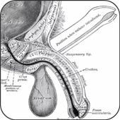PC Muscle Exercises icon
