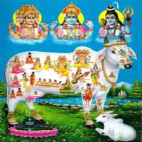 Gau Mata Aarti on 9Apps