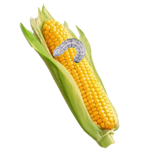 Maize Pests and Diseases иконка
