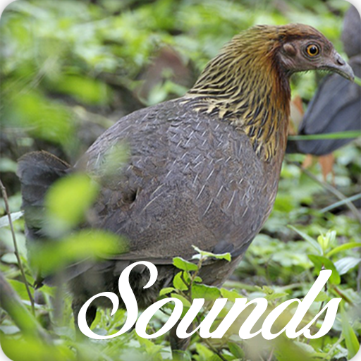 Red Junglefowl Female Sounds and Ringtone Audio icon