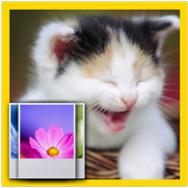Baby Cat wallpaper icon