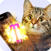 Petard for cat joke icon