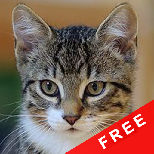 Suara Kucing : Suara Kucing Asli icon