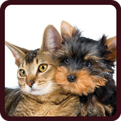 100 слов иконка