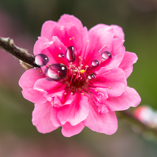 Oriental Live Wallpaper icon