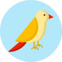 What kind of bird are you? Tes