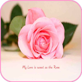 Love U  Wallpapers icon