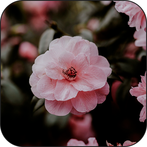 Live wallpaper - HD wallpaper иконка