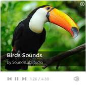 Birds Sounds