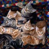 HD Cats Jigsaw Puzzles