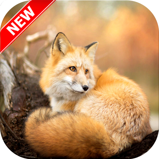 Fox Wallpaper 🦊 icon