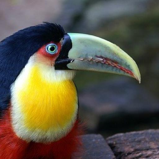 Suoni di uccelli icon