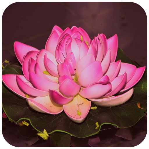 Lotus Wallpaper icon