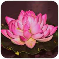 Lotus Wallpaper on 9Apps